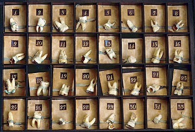 From the collection of Rosamond Purcell