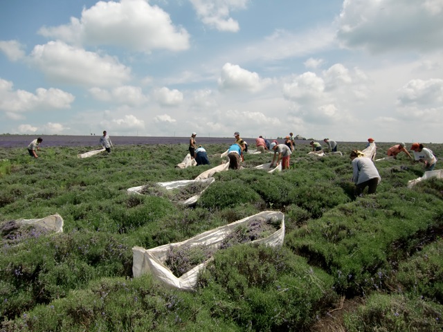 Dillbohner in the Field, 2011