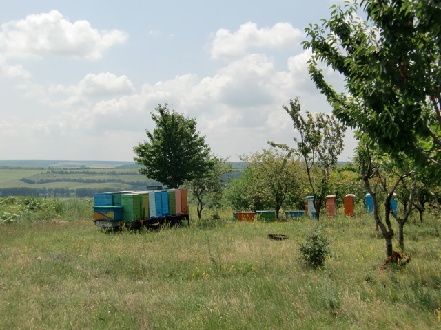 Field Note from Christel Dillbohner